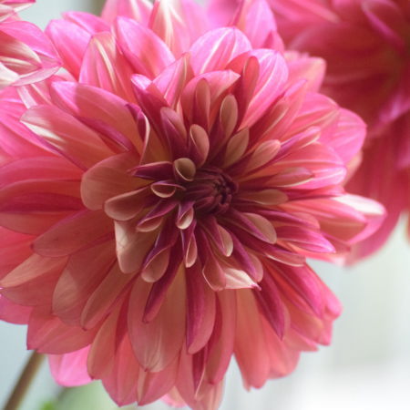 ダリア「オーブ」