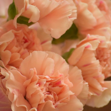 カーネーション「アップルティー」