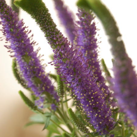 ベロニカ「クリスタ」