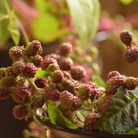 ブラックベリー