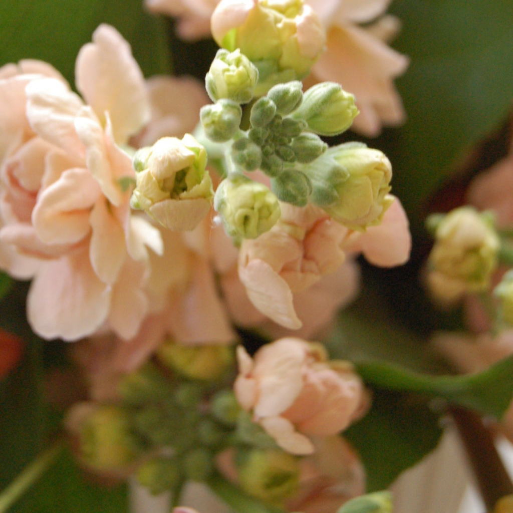 ストック「カルテッドアプリコット」