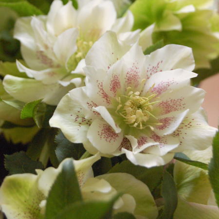 クリスマスローズ「エレガンスホワイト」