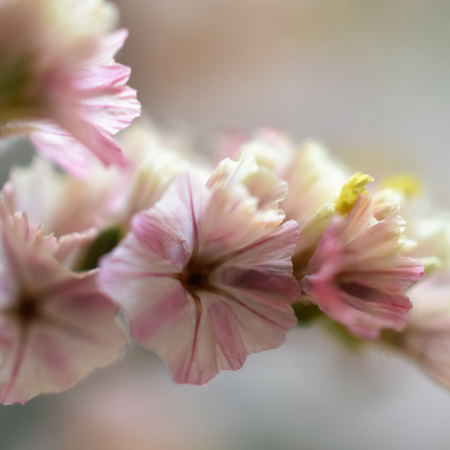 ハイブリッドスターチス