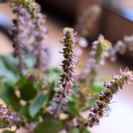 アフリカンブルーバジル