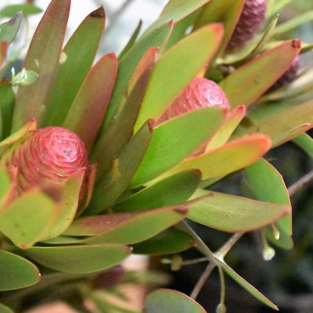 リューカデンドロン