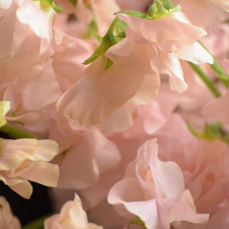 スイートピー「めぐみ」