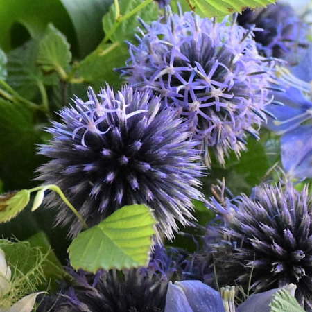 ルリタマアザミ