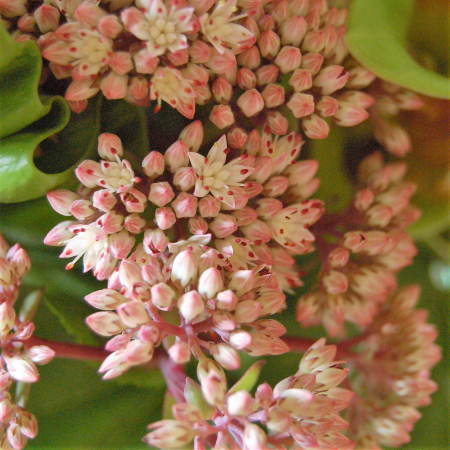 ベンケイソウ「マトロナ」