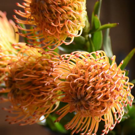 ピンクッション