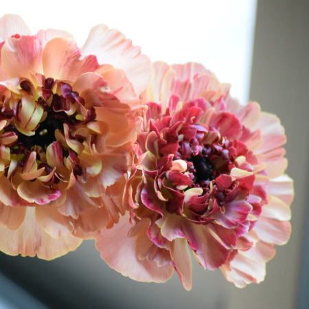 ラナンキュラス「シャルロットオレンジ」